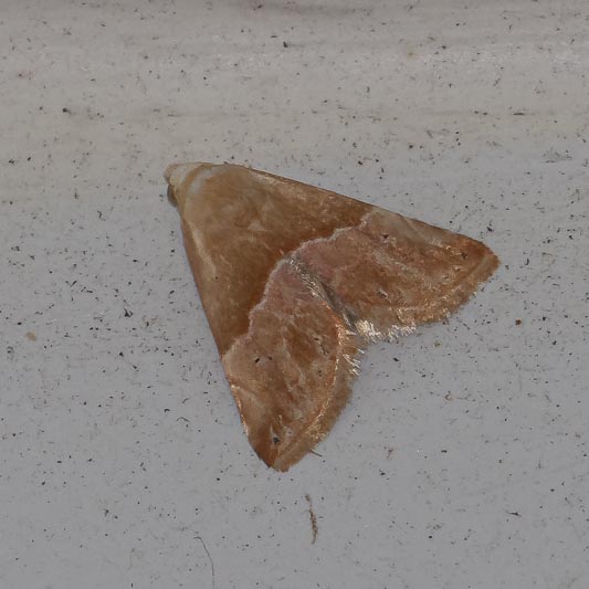 Eublemma parva (Small Marbled).jpg